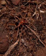 Leptomyrmex nigriventris