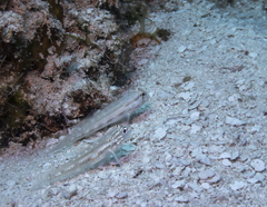 Coryphopterus glaucofraenum