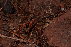 Leptomyrmex nigriventris