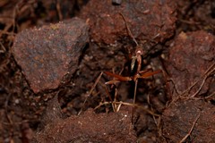 Leptomyrmex nigriventris