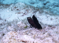 Emblemaria pandionis