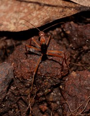 Leptomyrmex nigriventris