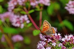 Lycaena phlaeas