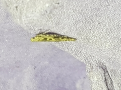 Batrachedra praeangusta