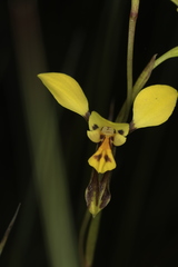 Diuris unica