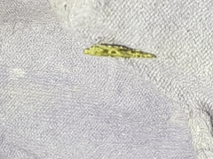 Batrachedra praeangusta