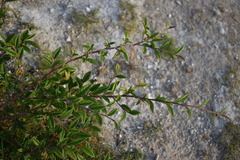 Cotoneaster salicifolius