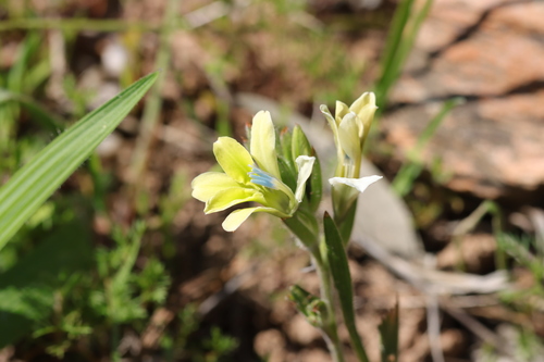 Babiana odorata