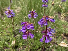 Penstemon procerus tolmiei