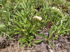 Penstemon procerus tolmiei