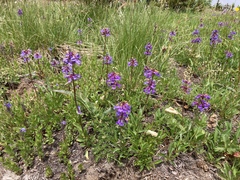 Penstemon procerus tolmiei