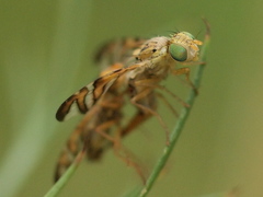 Chaetorellia jaceae