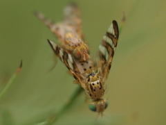 Chaetorellia jaceae