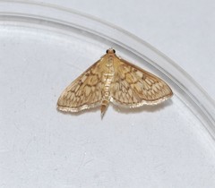 Crocidophora serratissimalis