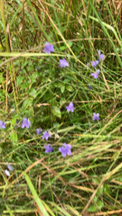 Campanula patula