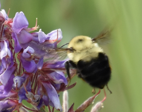 photo of Two-spotted Bumble Bee (Bombus bimaculatus)