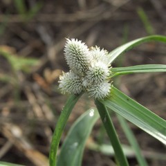 Cyperus dubius