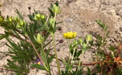 Potentilla drummondii