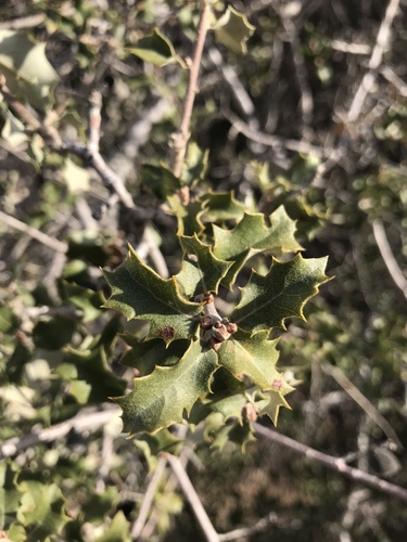 iNaturalist observation photo of Muller's oak