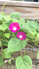 Ipomoea orizabensis