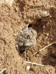 Anaxyrus boreas