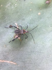 Leptoglossus gonagra