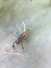 Leptoglossus gonagra