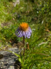 Aster flaccidus