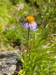 Aster flaccidus