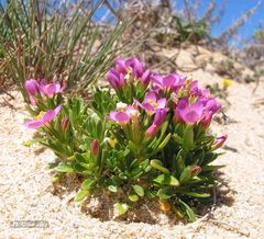Centaurium chloodes