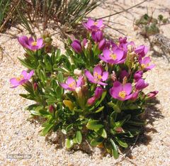 Centaurium chloodes