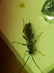 Hepiopelmus