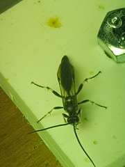 Hepiopelmus