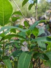 Lonicera hispida
