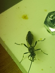 Hepiopelmus