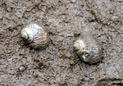 Amphibola crenata