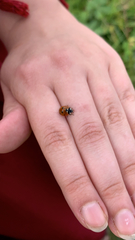 Coccinella septempunctata