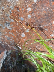 Luzula multiflora sibirica