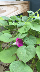 Ipomoea orizabensis
