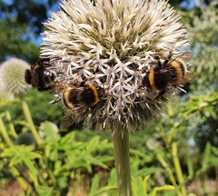 Bombus