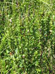 Betula michauxii
