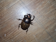 Digitonthophagus gazella