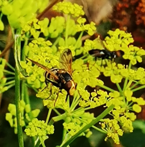 Lesser Hornet Hoverfly, Novokuznetskiy, RU-KE, RU, photo 9 of 10