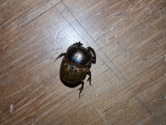 Digitonthophagus gazella