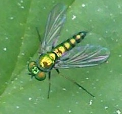 Condylostylus caudatus