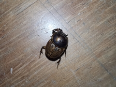 Digitonthophagus gazella