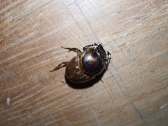 Digitonthophagus gazella