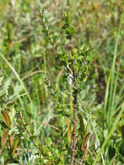 Betula michauxii