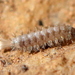 Afraustraloxenodes schultzei - Photo (c) Cecile Roux, some rights reserved (CC BY-NC), uploaded by Cecile Roux