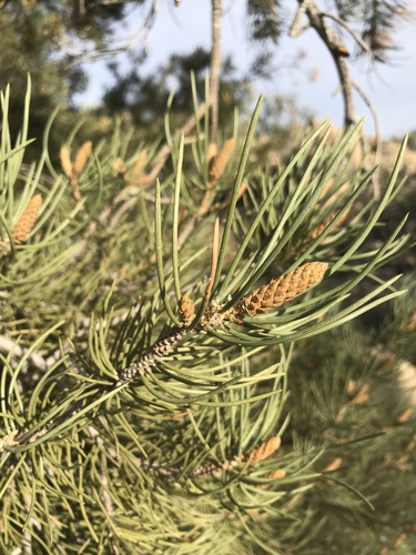 iNaturalist observation photo of singleleaf pinyon